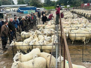 Strong trade at Knighton despite tougher conditions