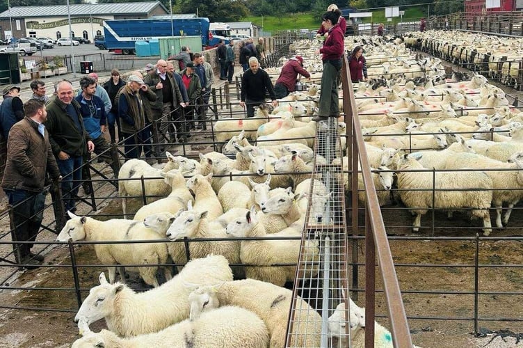 Knighton Market saw strong demand for lambs and cull ewes at the October 2 sale