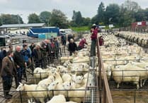 Strong trade at Knighton despite tougher conditions