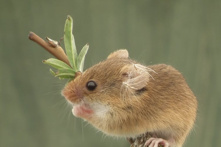 The harvest mouse is one of Wales’ smallest and most elusive mammals