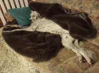 Luca the dog sends thanks to Llanwrtyd Wells firefighters