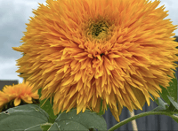 Video: Readers share their best plant photography