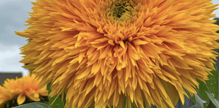 Video: Readers share their best plant photography