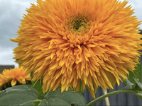 Video: Readers share their best plant photography