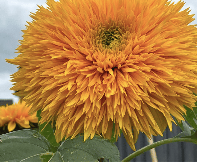 Video: Readers share their best plant photography