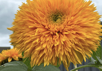 Video: Readers share their best plant photography