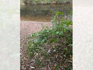 RSPCA Cymru appeal after dead puppy found in Brecon