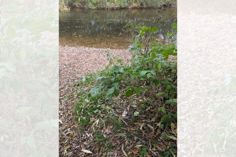 The riverbank in Brecon, where the dead puppy was discovered