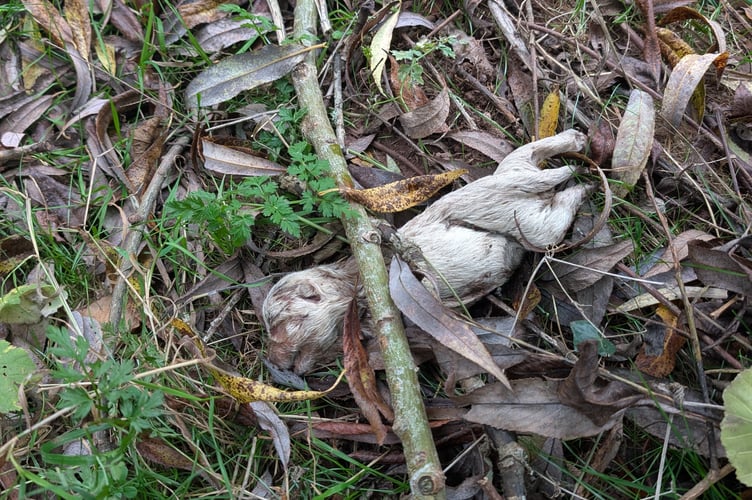The upsetting discovery was made by a member of the public on October 15