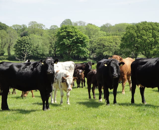 FUW hails Welsh Government TB move as ‘practical' step