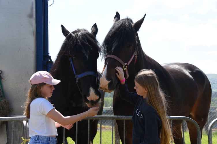 Heavy Horses at the 2025 Royal Welsh Show