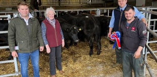 Champions crowned at Brecon Market show