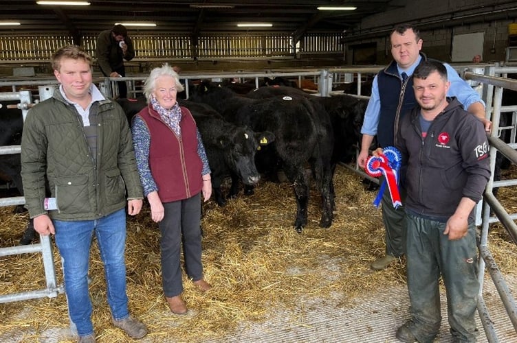 Messrs Davies & Millichap’s British Blue x Limousin steers, crowned top of the Autumn Prize Show & Sale at Brecon Market