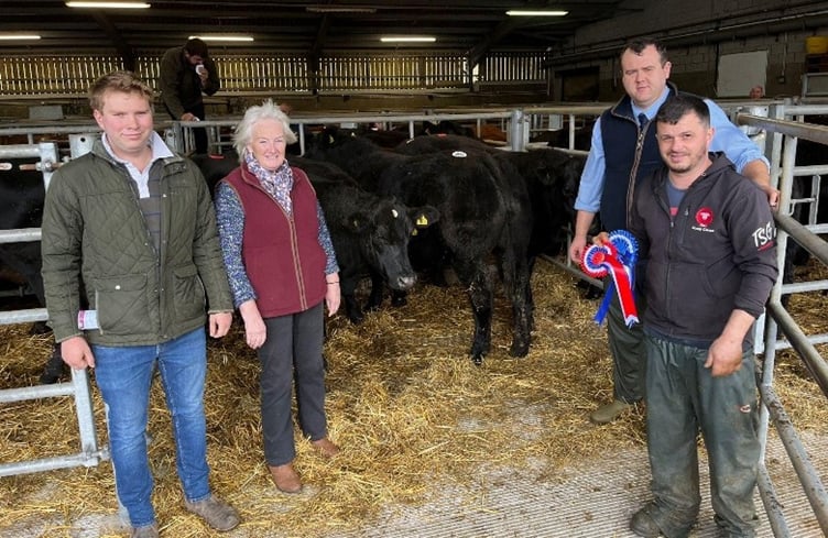 Messrs Davies & Millichap’s British Blue x Limousin steers, crowned top of the Autumn Prize Show & Sale at Brecon Market