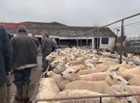 Market report: Firm trade for lambs and ewes at Kington