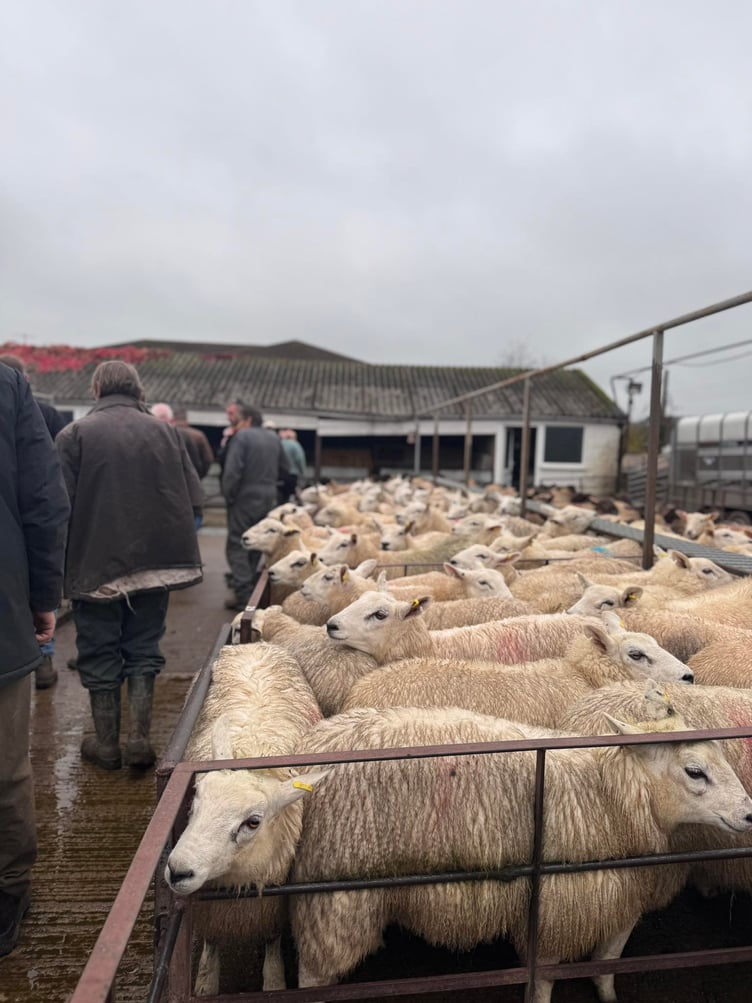 A quality entry this week at McCartneys Kington