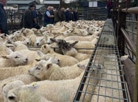 Market report: Strong lamb trade at Knighton