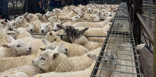 Market report: Strong lamb trade at Knighton