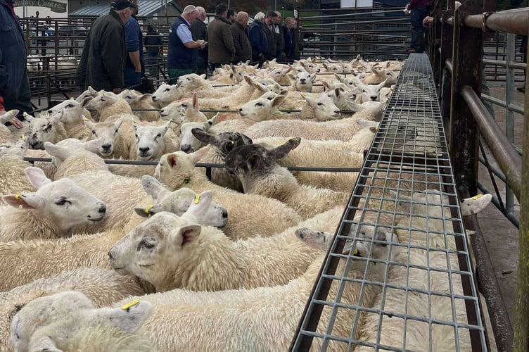 Action at Knighton Market this week