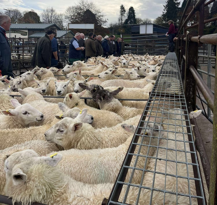 Action at Knighton Market this week