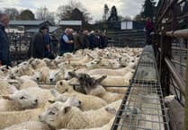 Market report: Strong lamb trade at Knighton