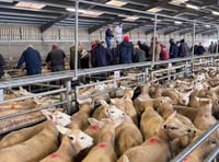 'Tremendous entry' at Brecon sees lambs and ewes in strong demand