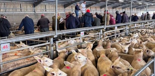 'Tremendous entry' at Brecon sees lambs and ewes in strong demand