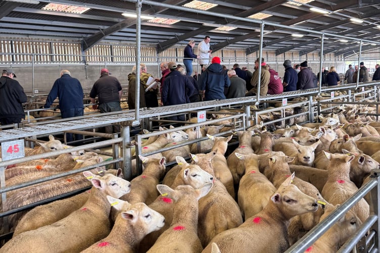 Action at Brecon Livestock Market