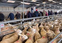 Market report: 'Tremendous entry' at Brecon sees lambs and ewes in strong demand