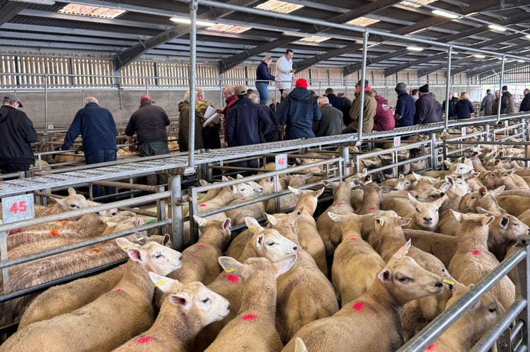 Action at Brecon Livestock Market