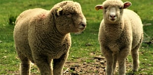 126 breeding ewes stolen from Powys farmland