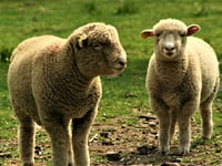 126 breeding ewes stolen from Powys farmland