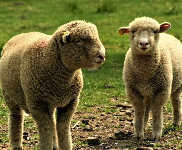 126 breeding ewes stolen from Powys farmland