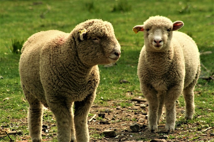 Ewes sheep stock photo
