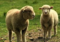 126 breeding ewes stolen from Powys farmland