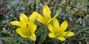 Wales leads UK with assessment identifying 3,000 ‘Species in Peril’