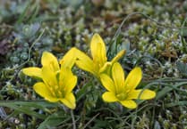 Wales leads UK with assessment identifying 3,000 ‘Species in Peril’