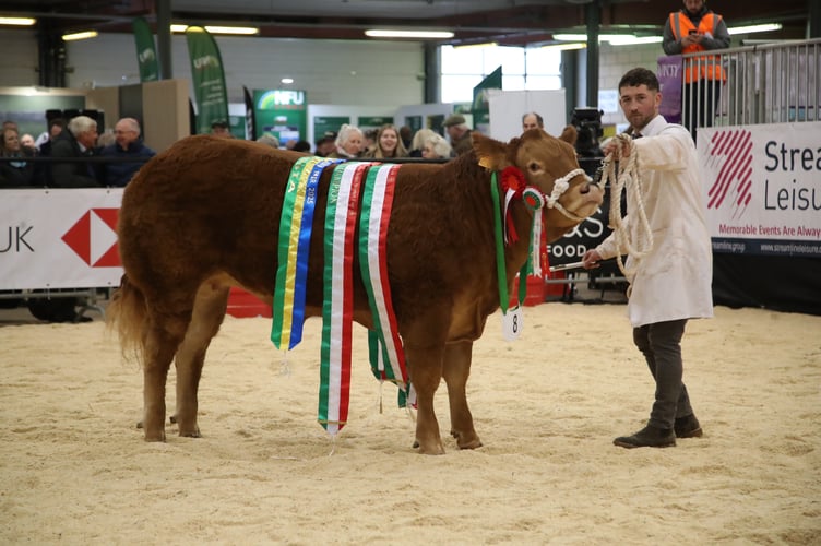 Supreme Cattle Champion ‘Glangdwen Velvet’, exhibited by Edwards Brothers of Corwen, Denbighshire, set a Winter Fair record, selling for £27,000 to K Jones of Brechfa