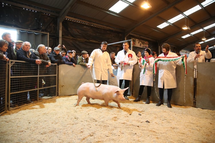 The Pig Supreme Champion (Single) — a 90.5kg Welsh x Pietrain bacon pig exhibited by Teulu Jenkins of Newcastle Emlyn — sold for £550 to Cigydd Sion Jones Butchers, Ceredigion