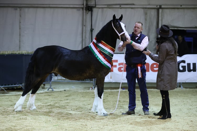 Supreme Horse Champion ‘Llanmorlais Buster’, a Section D yearling colt owned and exhibited by Mark Swistun of Swansea.