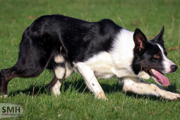 Wheatwood Jock sold for £4,600