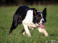Brecon's Kevin Evans leads Skipton sale with five-figure sheepdog