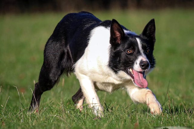 Brecon's Kevin Evans leads Skipton sale with five-figure sheepdog