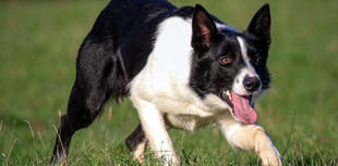 Brecon's Kevin Evans leads Skipton sale with five-figure sheepdog