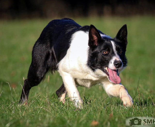 Brecon's Kevin Evans leads Skipton sale with five-figure sheepdog
