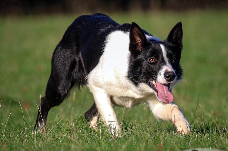 Glebe Fort Fan, the £11,700 top-priced working sheepdog sold by Brecon breeder Kevin Evans