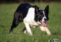 Brecon's Kevin Evans leads Skipton sale with five-figure sheepdog
