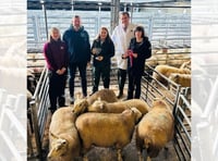 Champions crowned at Brecon Christmas Fatstock Show