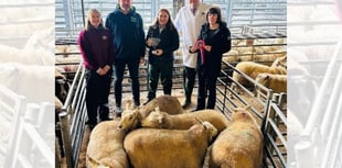 Champions crowned at Brecon Christmas Fatstock Show