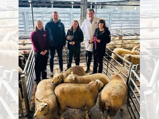 Champions crowned at Brecon Christmas Fatstock Show